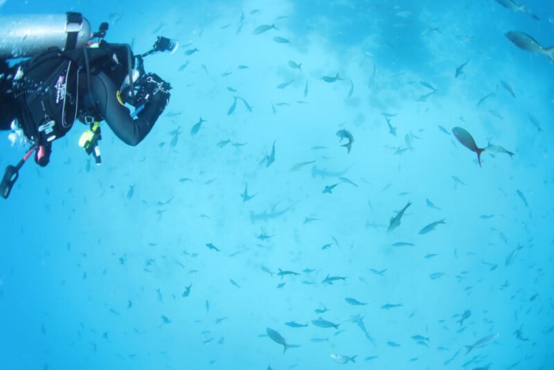 A scuba diver is underwater, capturing footage or photographs of marine life. The surrounding water is filled with a variety of fish and at least one hammerhead shark. The view is bright because of the clear, blue water.