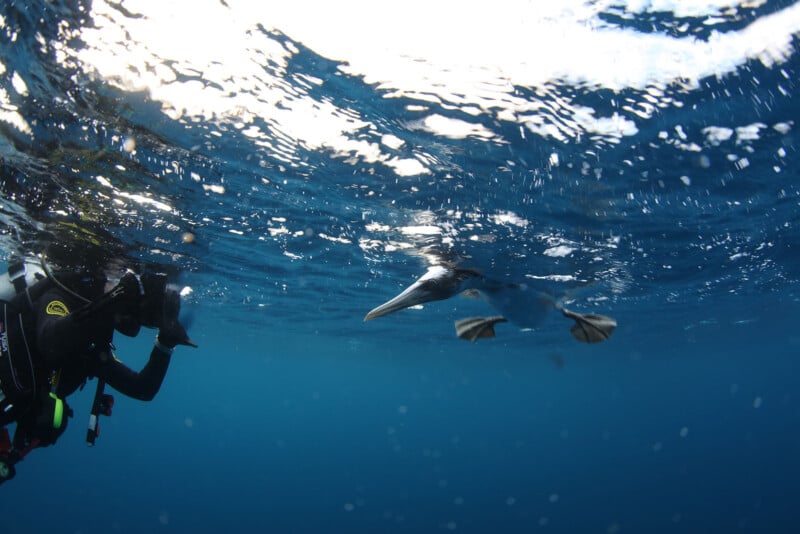 A scuba diver underwater photographing a swimming seabird, possibly a pelican, with its beak partially submerged. The water is clear and blue, with a light filtering from the surface.